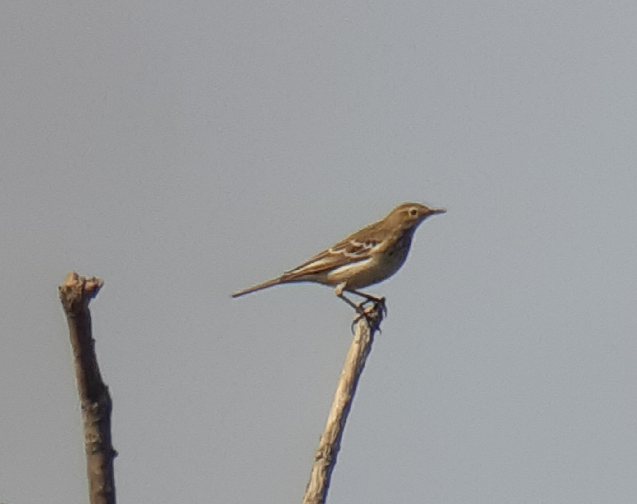 Water Pipit