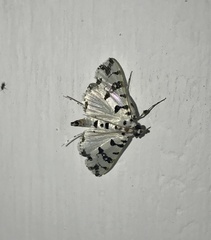Conchylodes diphteralis
