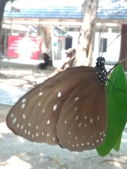 Euploea camaralzeman