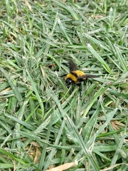 Bombus sonorus