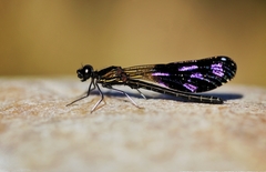 Calopterygoidea