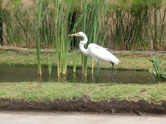 Ardea alba