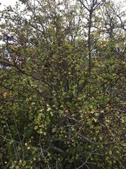 Crataegus