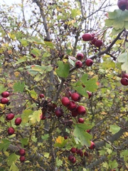 Crataegus