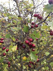 Crataegus