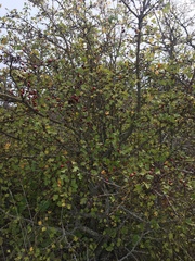 Crataegus