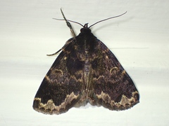 Mormoscopa sordescens