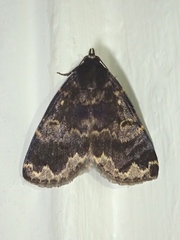 Mormoscopa sordescens