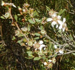 Leptospermum coriaceum