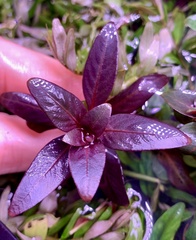 Ludwigia glandulosa, photograph (c) James Hardee, some rights reserved (CC BY)