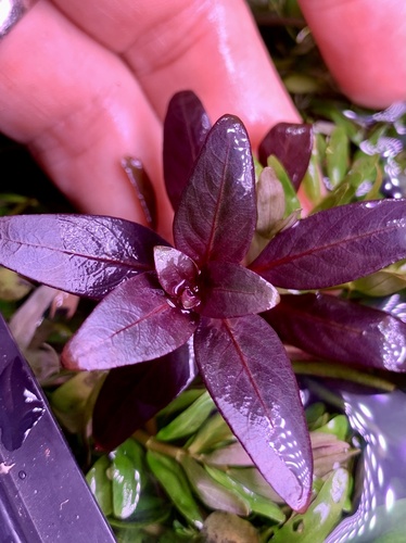 Ludwigia glandulosa, photograph 5
