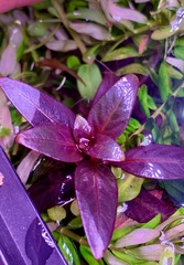 Ludwigia glandulosa, photograph (c) James Hardee, some rights reserved (CC BY)