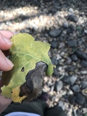 Pemphigus obesinymphae