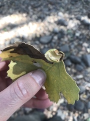 Pemphigus obesinymphae