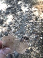 Pemphigus obesinymphae