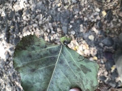 Pemphigus obesinymphae