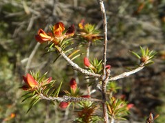 Pultenaea acerosa