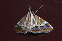 Agrioglypta fulguralis
