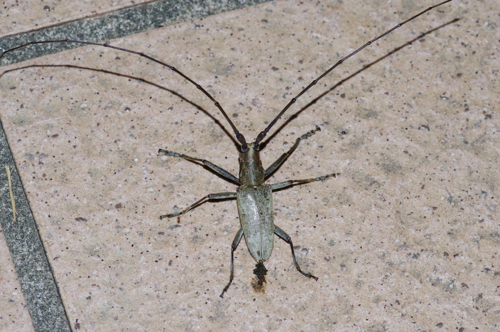 yellow-spotted longicorn beetle