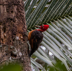 Campephilus rubricollis