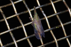 Dictyophara okinawensis