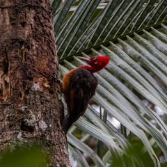 Campephilus rubricollis