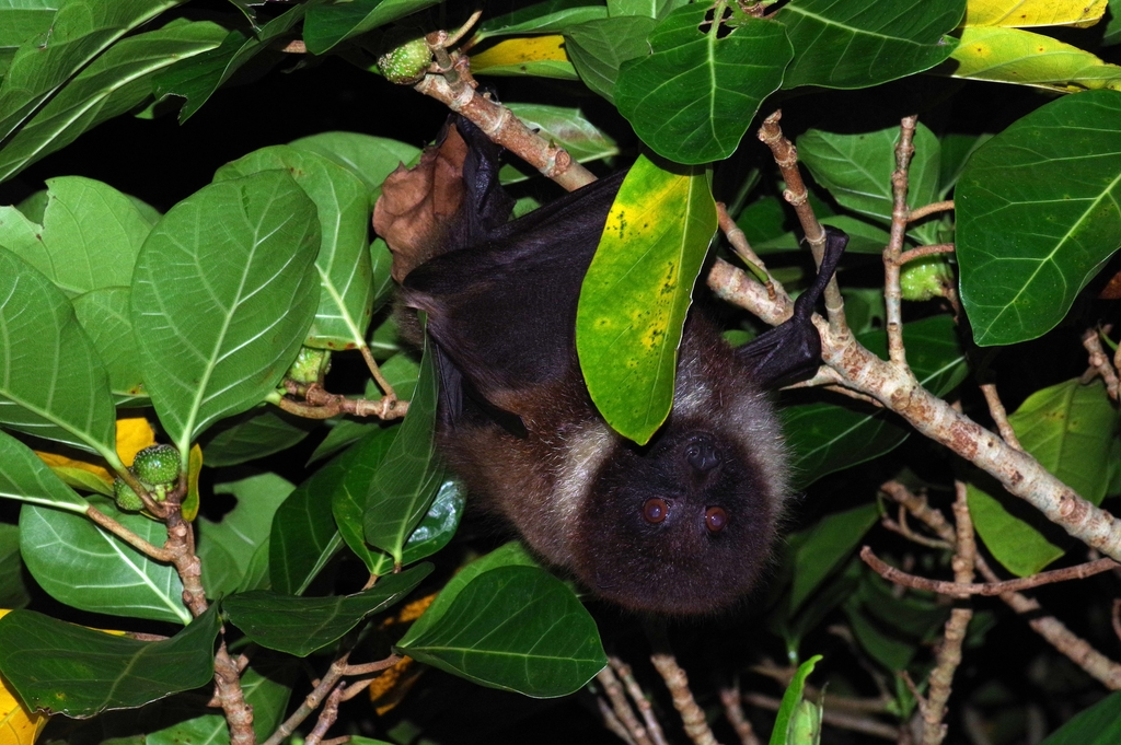 Ryukyu Flying Fox