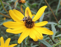 Melissodes dentiventris