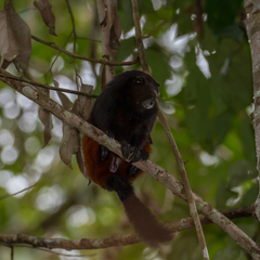 Saguinus weddelli weddelli