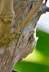 Anolis alayoni