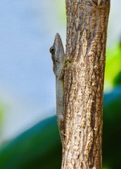 Anolis alayoni