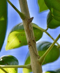 Anolis alayoni