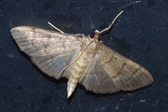 Herpetogramma stultalis