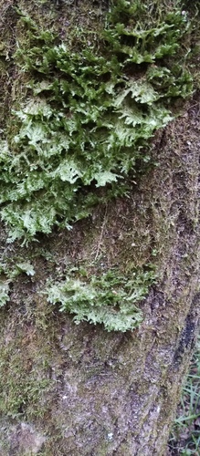 shingle moss
