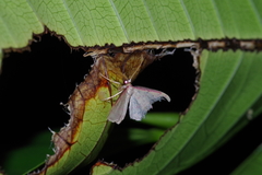 Idaea okinawensis
