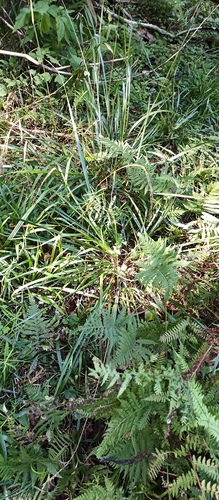 Wood Fescue