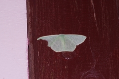 Thalassodes intaminata