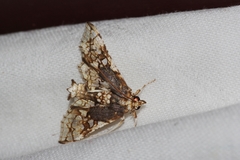 Omphisa anastomosalis