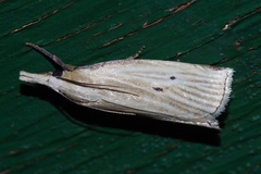 Calamotropha okanoi