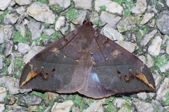 Ischyja ferrifracta