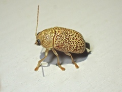 Cadmus calomeloides