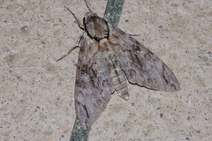 Psilogramma increta