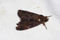 Ercheia dubia