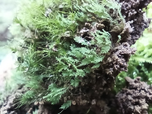 Luminous Moss