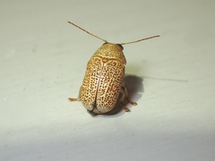 Cadmus calomeloides