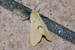 Spilarctia seriatopunctata