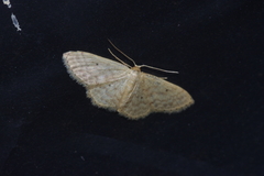 Idaea neovalida