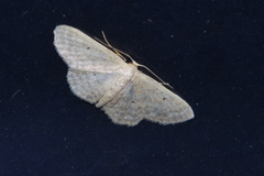 Idaea neovalida