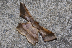 Krananda latimarginaria