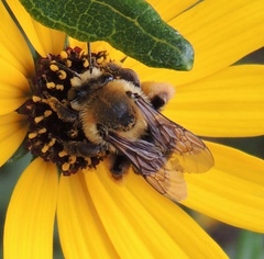 Melissodes dentiventris